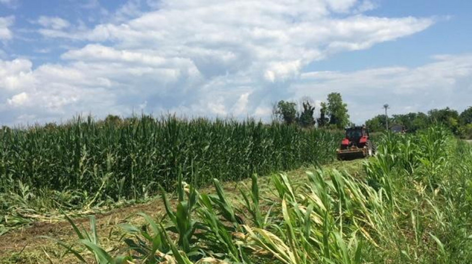 La Corte Ue legittima il divieto italiano sulla coltivazione di mais Ogm