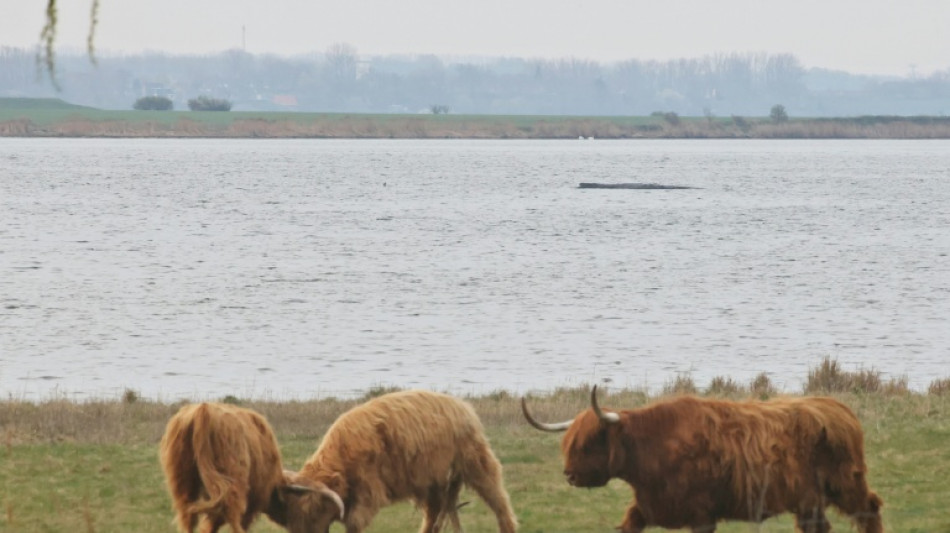 Buckelwal vor Insel Poel: Retter wollen mehr als hundert Meter lange Rinne graben