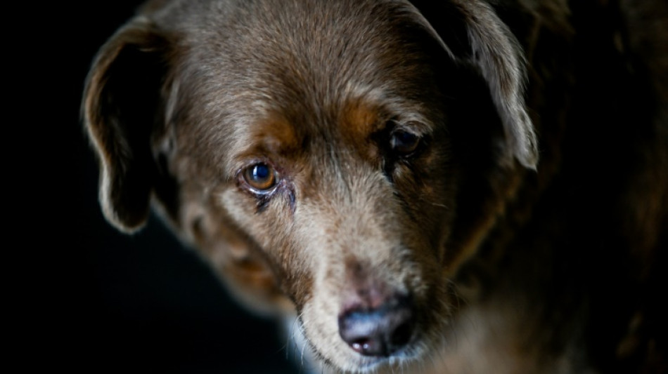 Após dúvidas, Guinness retira distinção de cão mais velho do mundo