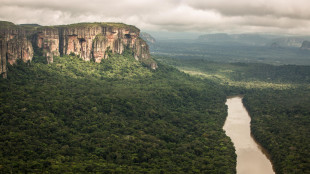 L'Amazzonia supererà crisi climatica ma perderà i grandi alberi