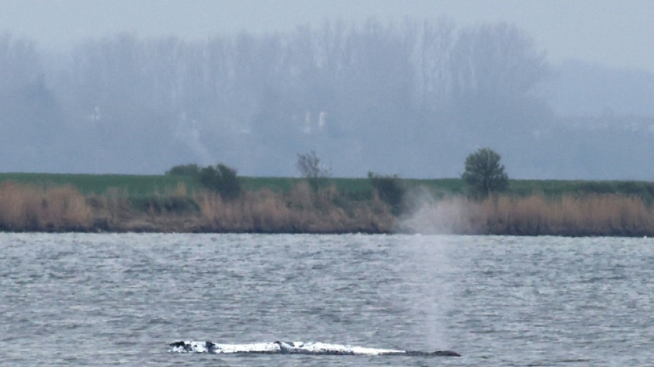 Kein Durchbruch in Wal-Drama absehbar: Tier liegt weiterhin vor Insel Poel fest