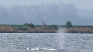 Wal vor Insel Poel: Helfer k&ouml;nnen Rettungsversuch starten