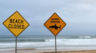 Australia registra su cuarto ataque mortal de tibur&oacute;n en lo que va de a&ntilde;o
