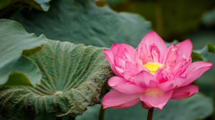 In Vietnam la fioritura del loto, fiore custode di un'identità millenaria
