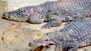 Spinge bambino nel recinto dei coccodrilli in uno zoo, 30enne arrestato in Gb