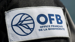 Pyr&eacute;n&eacute;es: la population d'ours poursuit sa croissance mais s'appauvrit g&eacute;n&eacute;tiquement