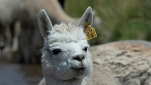 Von Alpaka bis Nandu: Polizei in Brandenburg stoppt Auto mit zehn Tieren