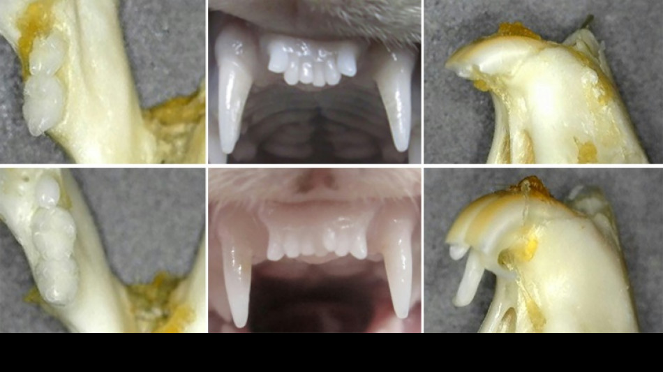 Des chercheurs japonais travaillent sur un médicament faisant repousser les dents