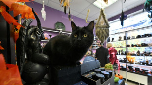 Cidade espanhola proíbe adoção de gatos pretos no Halloween para evitar rituais e maus-tratos