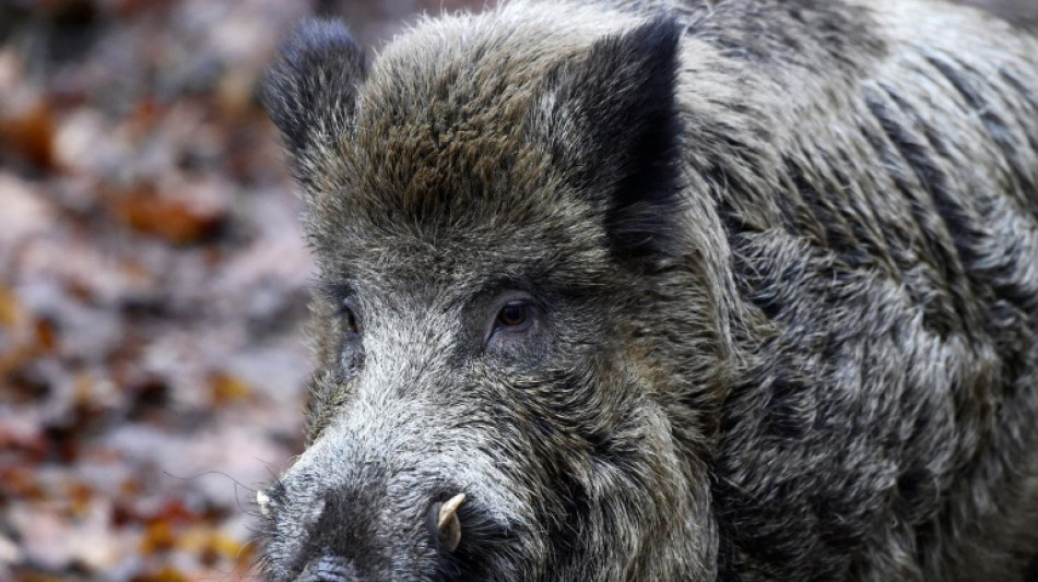 Verletztes Wildschwein attackiert Anwohner in rheinland-pf&auml;lzischem Unkel