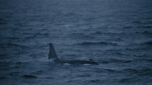 Orque dans la Seine: des stimuli sonores pour guider l'animal vers la mer
