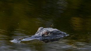 Vermeintliche Alligatorsichtung in Vechta: Video entstand an anderem Ort
