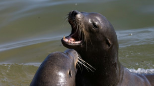 Un homme recherché aux Etats-Unis pour avoir décapité un lion de mer
