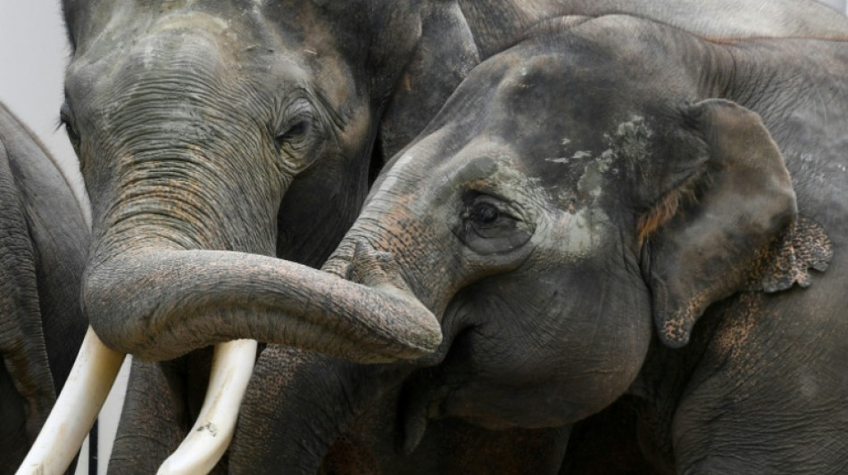 Rettung von gebrochenem Stoßzahn: Experten behandeln Elefant in Leipziger Zoo