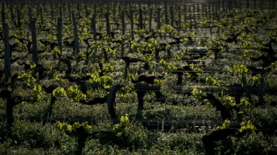 Climat: près de Bordeaux, levures et porte-greffe à la rescousse du vin