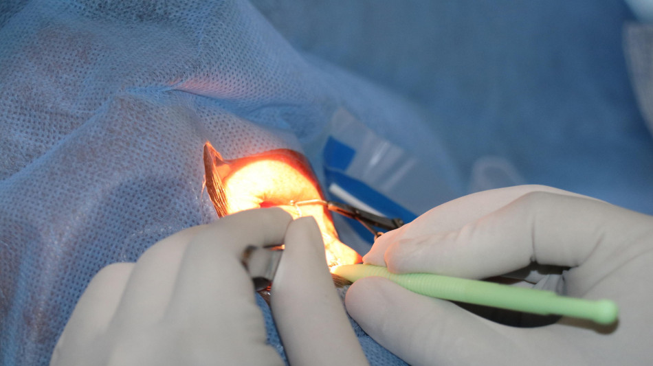 In Italia lo studio su staminali 'riprogrammate' per la cura della maculopatia