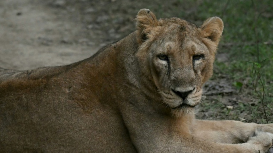 El lento renacer de los leones asi&aacute;ticos en India