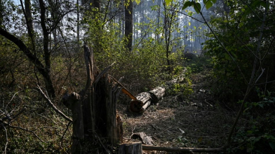 Pakistan's capital picks concrete over trees, angering residents