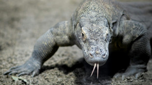 Seltener Zuchterfolg: Sieben Komodowarane in Leipziger Zoo geschlüpft