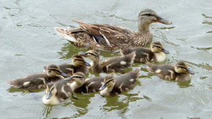 Polizisten retten in Baden-W&uuml;rttemberg vier Entenk&uuml;ken von Autobahn