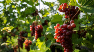 Weinernte in Deutschland besser als im Vorjahr - aber weiter unterdurchschnittlich