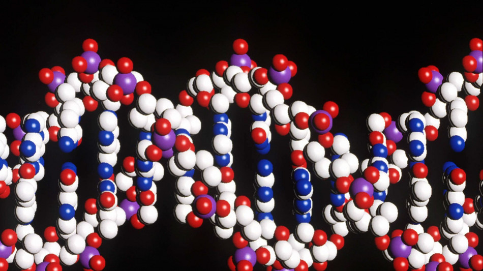 Cinquemila genomi antichi per riscrivere la storia dell'umanità