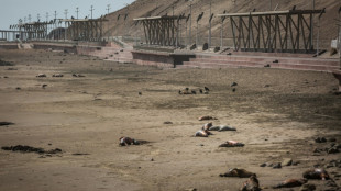 Bird flu fells nearly 9,000 marine creatures in Chile