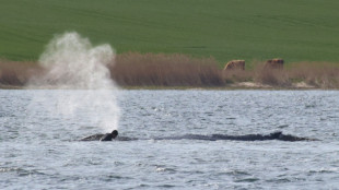 Abtransport von Buckelwal in offenes Meer kann Backhaus zufolge starten