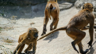 Tierschützer dringen wegen geplanter Tötung von Pavianen in Nürnberger Tiergarten vor