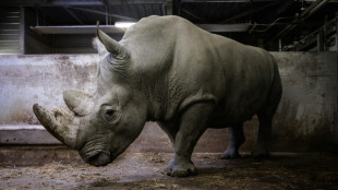 Rinoceronte del zoo de Par&iacute;s trasladado a M&eacute;xico para preservar diversidad gen&eacute;tica de la especie