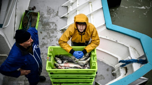 França proíbe pesca no Atlântico temporariamente para proteger golfinhos