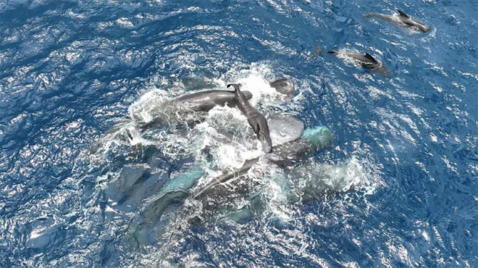 Rarissime observation d'une naissance de cachalot sauvage