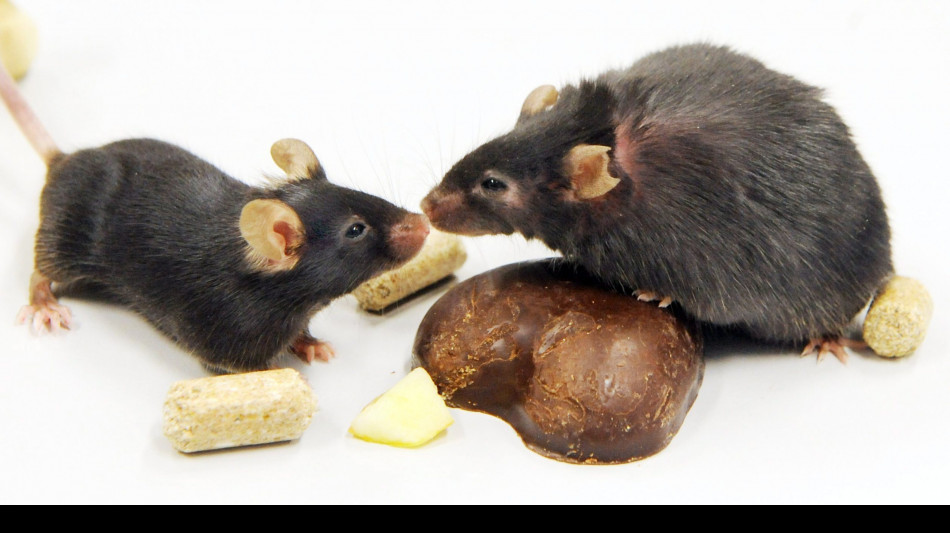 Letti con l'IA i pensieri dei topi, dall'analisi del muso