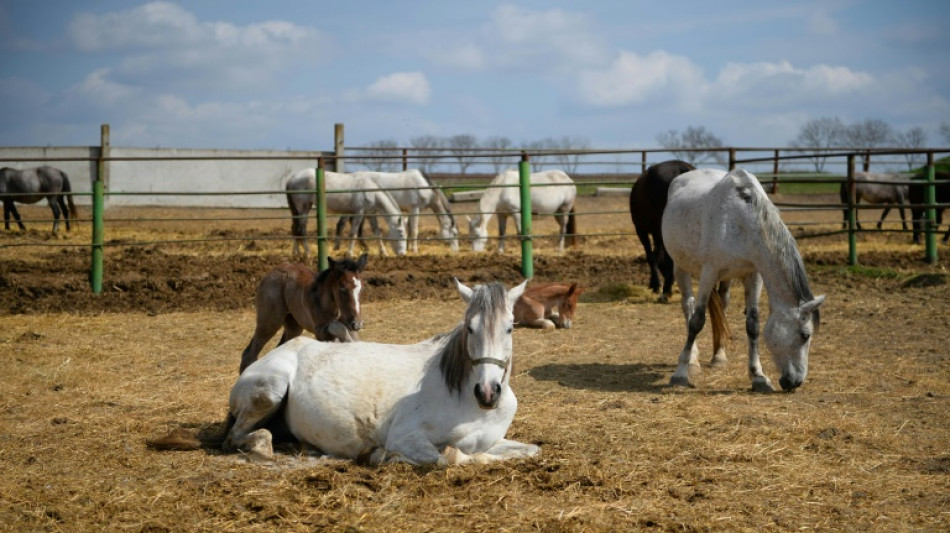 Comment le cheval domestique a conquis le monde, il y a 4.200 ans
