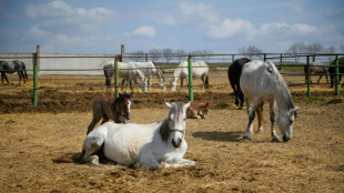 Comment le cheval domestique a conquis le monde, il y a 4.200 ans