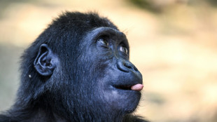 Zeytin le bébé gorille restera en Turquie après un test ADN