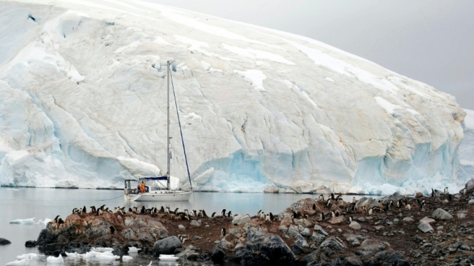 Bird flu ravaging Antarctic wildlife, scientist warns